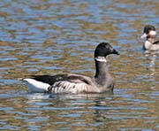 Picture/image of Brant Goose