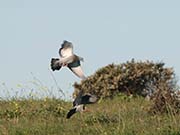 Picture/image of Rock Pigeon