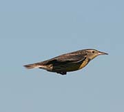 Picture/image of Western Meadowlark