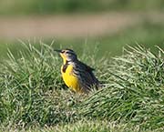 Picture/image of Western Meadowlark