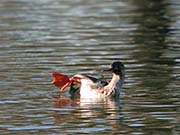 Picture/image of Red-breasted Merganser