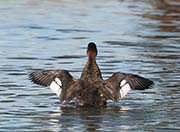 Picture/image of Red-breasted Merganser