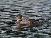 Picture/image of Red-breasted Merganser