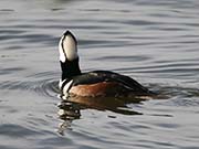 Picture/image of Hooded Merganser