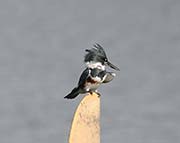 Picture/image of Belted Kingfisher