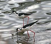 Picture/image of Black-necked Stilt