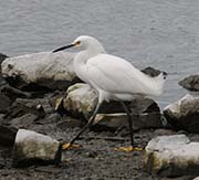 Picture/image of Snowy Egret