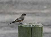 Picture/image of Say's Phoebe