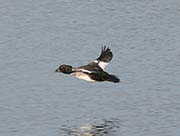 Picture/image of Common Goldeneye
