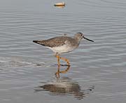 Picture/image of Lesser Yellowlegs