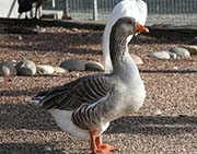 Picture/image of Domestic-Feral Waterfowl