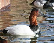 Picture/image of Canvasback