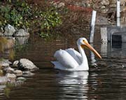 Picture/image of American White Pelican