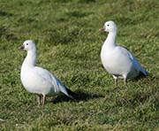 Picture/image of Ross's Goose