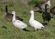 Picture/image of Ross's Goose