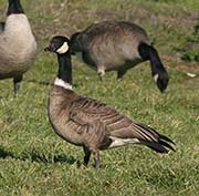 Picture/image of Cackling Goose