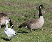 Picture/image of Cackling Goose