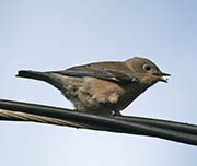 Picture/image of Western Bluebird