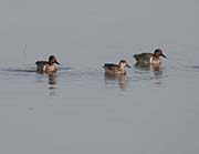 Picture/image of Green-winged Teal