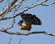 Picture/image of Merlin