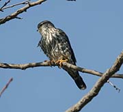 Picture/image of Merlin