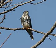 Picture/image of Merlin