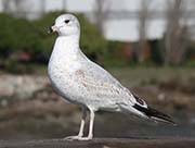 Picture/image of Ring-billed Gull
