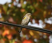 Picture/image of Yellow-rumped Audubon Warbler