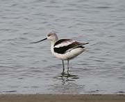 Picture/image of American Avocet