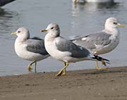 Picture/image of Mew Gull