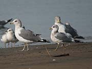 Picture/image of Mew Gull