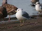 Picture/image of Ring-billed Gull