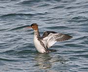 Picture/image of Red-breasted Merganser