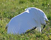 Picture/image of Great Egret