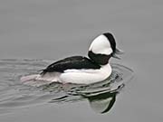 Picture/image of Bufflehead