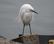 Picture/image of Snowy Egret
