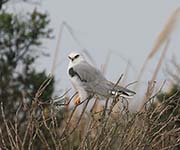 Picture/image of White-tailed Kite