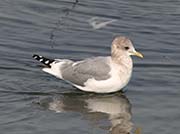 Picture/image of Mew Gull