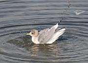 Picture/image of Mew Gull