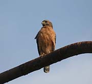 Picture/image of Red-shouldered Hawk
