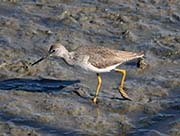 Picture/image of Greater Yellowlegs