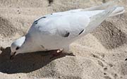 Picture/image of White Pigeon