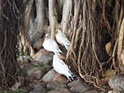 Picture/image of White Pigeon