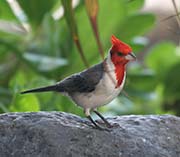 Picture/image of Red-crested Cardinal