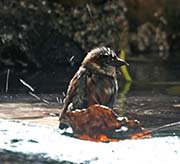 Picture/image of House Sparrow