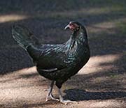 Picture/image of Red Junglefowl