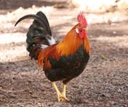 Red Junglefowl