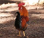 Picture/image of Red Junglefowl