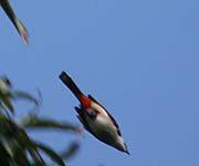 Picture/image of Red-whiskered Bulbul