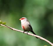 Picture/image of Common Waxbill
